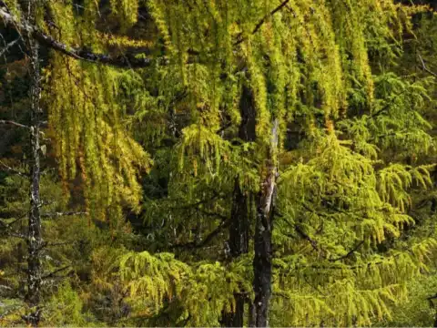 Hoteles en Northlake