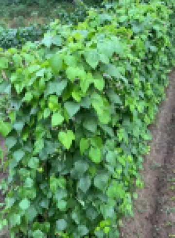 Zhuji Yunqige Homestay