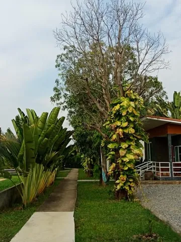 รูปภาพของสบายดีรีสอร์ท