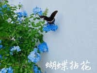 庐山陶然小筑民宿 - 花园
