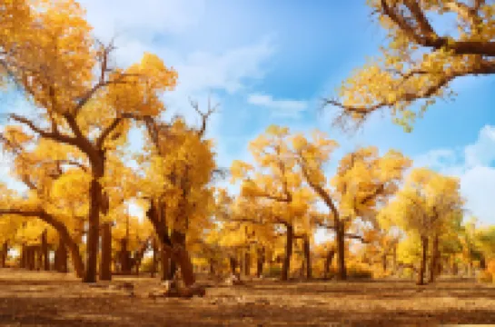 Boyue Hotels in Ejin Banner