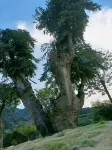Haisenyan Homestay, Lushan West - Alloggi