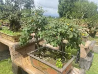 Chinese Fir Forest b&B