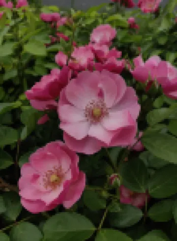 โรงแรมซีตัน โรงแรมใน