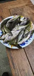 Wenqin Farm