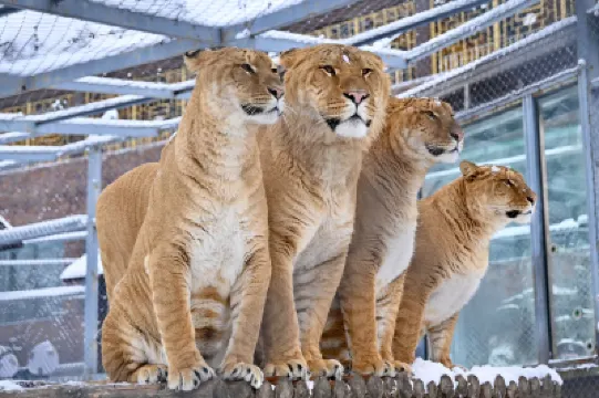 Hengdaohezi Jin Street Homestay Hotels near Hengdao Tiger Forest Park