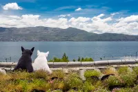 Dali knot, seaview Inn （erhai lake ecological corridor, entrance） - Sea View
