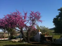 하시엔다 엘 산티스칼