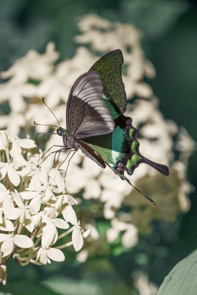 その他 ザ･ダタイ ランカウイの写真