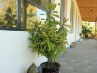 Kurdish Ningxuan Tingxuanshe Homestay