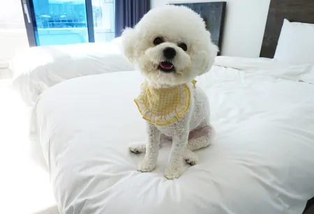 SOTA SUITE SOKCHO WORLDSKY Отели рядом с достопримечательностью «Sokcho City Museum & Displaced Civilians Folk Village»