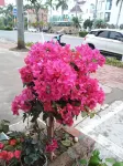 Beihai Mingsu Homestay (Silver Beach) - Pemandangan Pantai