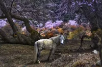 Milin Qiding Courtyard