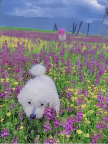 chenwai mountain villa（Shangri-La Hotel） Hotels near Xianggelila Gao Mountain Botanical Garden