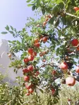 Huanghe Shilin Fujun Farm Stay - breakfast