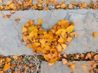 Shili Ginkgo Sushe