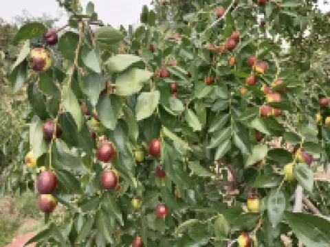 Yunxia Guli Smart Hotel (Qicai Danxia) Hoteles en Condado de Linze