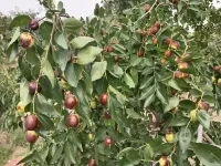 Yunxia Guli Smart Hotel (Qicai Danxia) Hotels in Linze