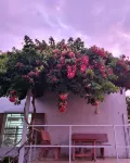 Tran Phu Riverside House