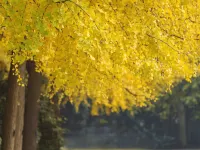 Grand Mercure Xian Renmin Square Hotels near Daming Palace Site Park