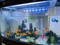 Yanjin Yonghong Hotel Hotels in Yanjin County