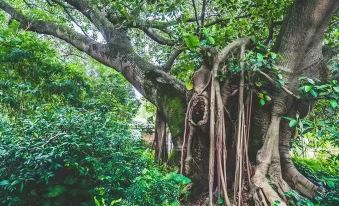 Timeless Slow Living Homestay