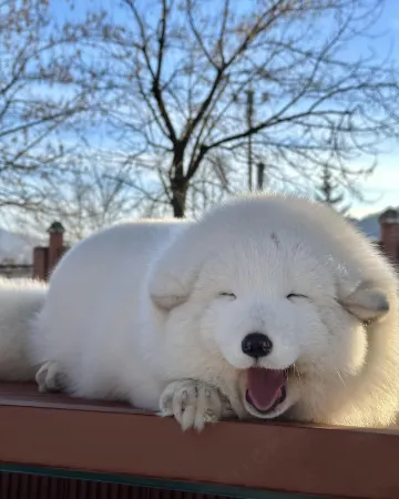 Xiaoman Snowscape Lodge Отели рядом с достопримечательностью «Snow Valley»