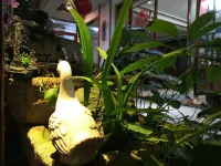 縉雲山者棲居民宿（仙都観光地） 千鸚鳥舎鸚鵡テーマパーク周辺のホテル