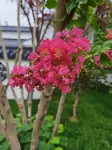 Huojia Tongmeng Manor Garden Homestay