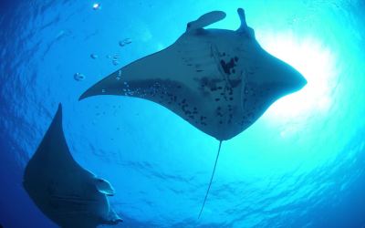 その他 ホテルリゾネックス名護の写真