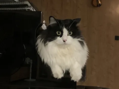 居易·喵居｜There’s a Cat·新中式喵喵美宿（西安城牆鐘鼓樓店）