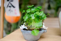 Cozy House in Shiquan