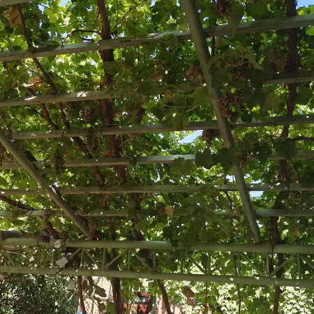 Turpan Fengyi Homestay