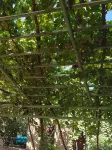 Turpan Fengyi Homestay Hotels near Grape Valley In Turpain