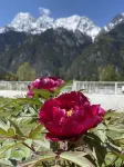 Boan Mountain perch resort&campground