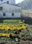 Xiuning Guiyuantian Residential Residence - Farmhouses