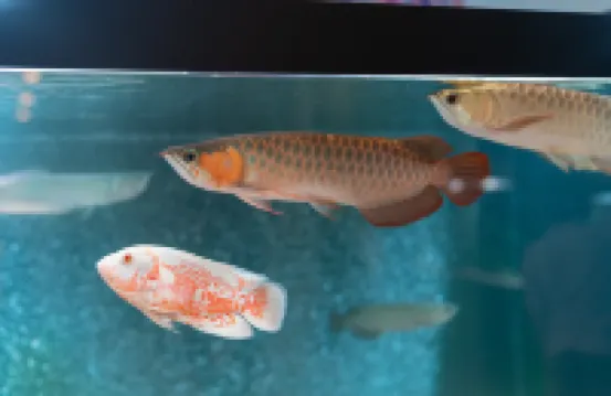 那霸新都心酒店