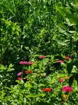 Butterfly Town Leisure Family Farm Jinping county