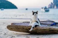 Phi Phi Anita Resort - Scenic