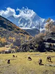 Nuolin Homestay (Daocheng Yading)