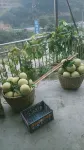 Zixing Dongjiang Lake Hongmei Farmstay - sarapan