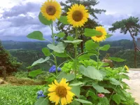 Xinchang joy farm