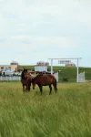 Xiaoyu's Pasture in Xilamuren