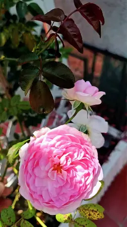 Weizhou Island Yueyue Yard Homestay