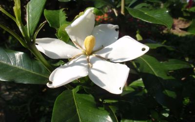 ホテル周辺 ホテルリゾネックス名護の写真