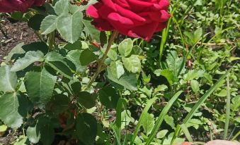 Nalatichunweige Hotel