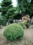 Caesar  international  luxury  apartment - Inns