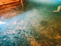 ChangBai Mountain Pine&Birch Villa Hotels in Antu