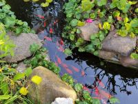 利川花间隐民宿 - 花园