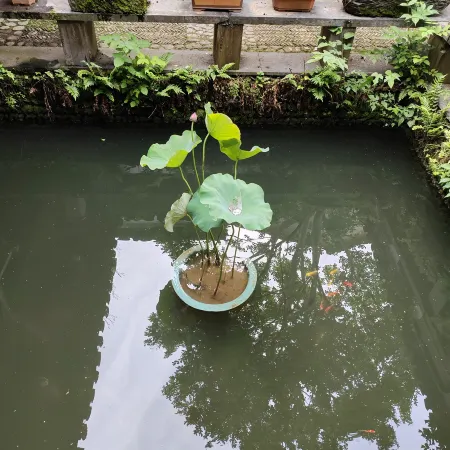 Hong Chun Chan Yu Qi Yuan Min Su